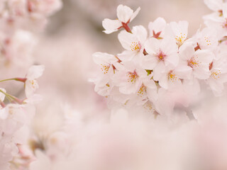 趣がある日本の桜