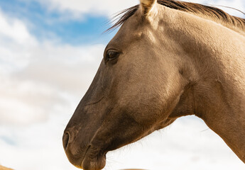 Free grullo horse in the autumn sunny day