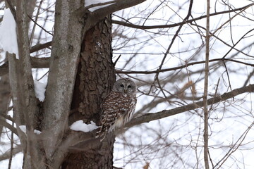 owl
