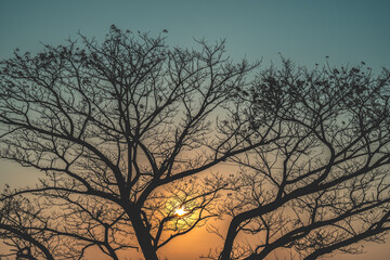 Death tree against sunlight over sky background in sunset, An early morning sunrise with a big...