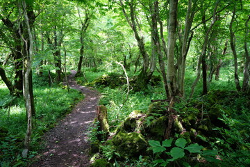a lively spring forest in the sunlight
