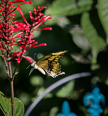 Drinking the Nectar_2016_0825_1619_9135_A copy smart copy