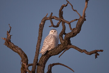 Fototapeta na wymiar Female snowy owl perches in a dead tree looking straight ahead at dusk