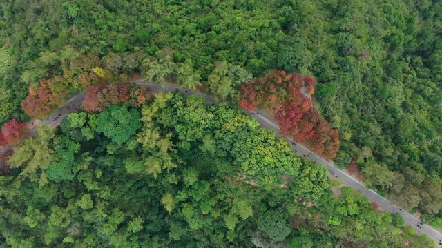 Top down view of the forest with red maple tree