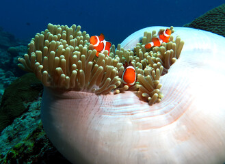 Three False clown anemonefish on anemone Boracay Philippines - obrazy, fototapety, plakaty