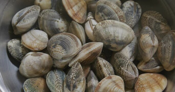 Fresh Raw clam in bowl