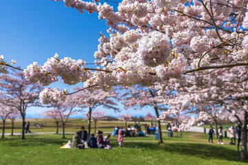 People having a picnic in the Garry Point Park in springtime, enjoying cherry blossom flowers in full bloom. Richmond, BC, Canada. - obrazy, fototapety, plakaty