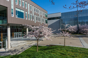 Vancouver, BC, Canada - April 5 2021 : University of British Columbia (UBC) campus. Cherry blossom...