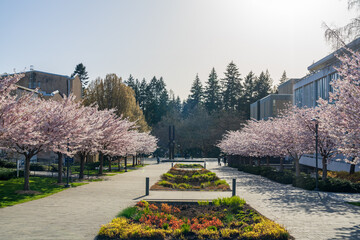 Naklejka premium Vancouver, BC, Canada - April 5 2021 : University of British Columbia (UBC) campus. Cherry blossom flowers in full bloom.