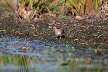 Latham's Snipe looking for food on the edge of a lake in Queensland, Australia. ( Gallinago hardwickii )