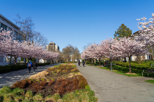 Vancouver, BC, Canada - April 5 2021 : University of British Columbia (UBC) campus. Cherry blossom flowers in full bloom.