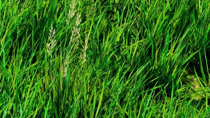 Garden Grass Field Close up Background 3D Rendering