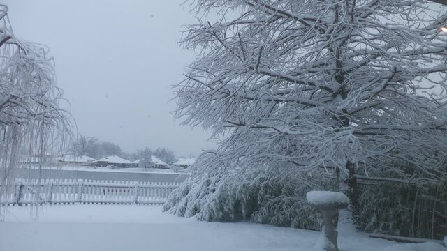 Snow lightly falling over a fenced yard with a pine tree and bird-bath equally covered with snow
