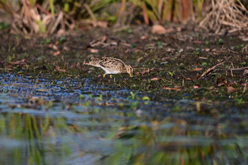 Latham's Snipe looking for food on the edge of a lake in Queensland, Australia. ( Gallinago hardwickii )