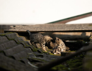 A family of adorable black and brown tiger-striped wild Chinese cats rest, play, roughhouse on the abandoned  roof piled with woods and tiles