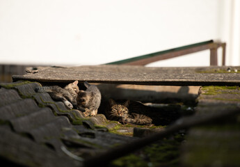 A family of adorable black and brown tiger-striped wild Chinese cats rest, play, roughhouse on the abandoned  roof piled with woods and tiles