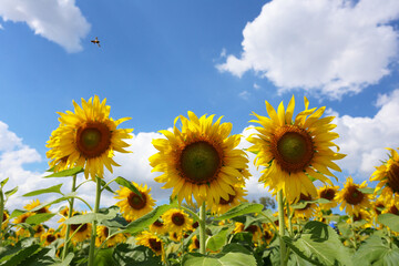 Obraz premium Sunflowers are blooming on a bule sky background.