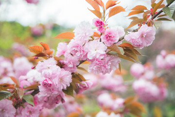 Double cherry blossoms in full bloom in spring