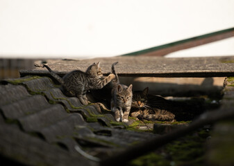 A family of adorable black and brown tiger-striped wild Chinese cats rest, play, roughhouse on the abandoned  roof piled with woods and tiles
