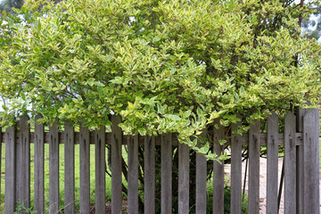 close up of hedge and picket fence