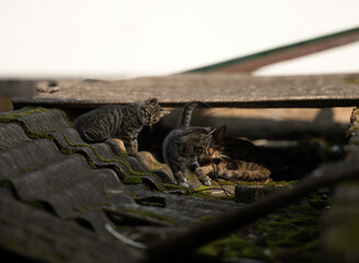 A family of adorable black and brown tiger-striped wild Chinese cats rest, play, roughhouse on the abandoned  roof piled with woods and tiles