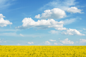 a golden field of rapeseed under a blue summer sky