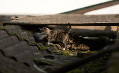 A family of adorable black and brown tiger-striped wild Chinese cats rest, play, roughhouse on the abandoned  roof piled with woods and tiles