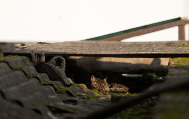 A family of adorable black and brown tiger-striped wild Chinese cats rest, play, roughhouse on the abandoned  roof piled with woods and tiles
