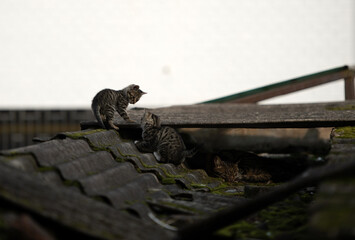 A family of adorable black and brown tiger-striped wild Chinese cats rest, play, roughhouse on the abandoned  roof piled with woods and tiles