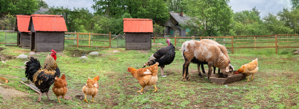 Countryside landscape whis geese, chickens, turkeys graze, sheeps in poultry yard on green grass. Rural organic nature animals farm. Panoramic view, banner.