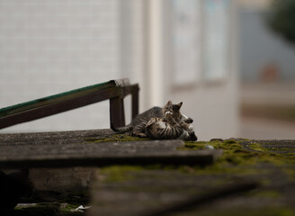 A family of adorable black and brown tiger-striped wild Chinese cats rest, play, roughhouse on the abandoned  roof piled with woods and tiles