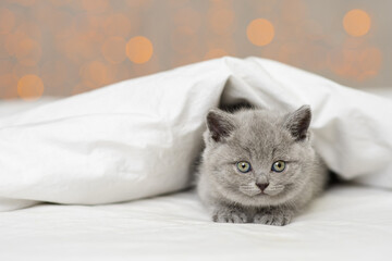 Fototapeta na wymiar Gray fluffy little kitten of the British breed lying under the blanket of the house against the background of yellow lights and looking out from there