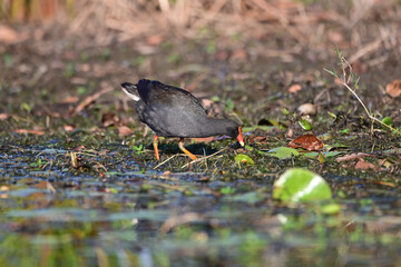 Purple Swamphen feeding on the edge of a lake in Queensland. Australia. (Porphyrio porphyrio )