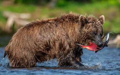 Brown Bear with fish. Kamchatka brown bear fishing for salmon at the river. Wild adult brown bear and the Sockeye salmon caught. Natural habitat. Kamchatka brown bear, Ursus Arctos Piscator.