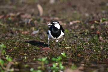 Magpie-lark standing in dirt near a lake in Queensland, Australia.