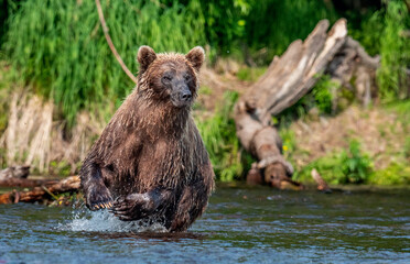 Brown bear running on the river and fishing for salmon. Brown bear chasing sockeye salmon at a river. Front view. Kamchatka brown bear, scientific name: Ursus Arctos Piscator. Kamchatka, Russia.