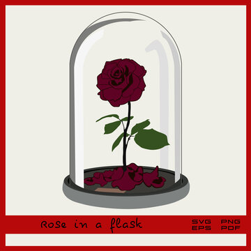 Red Rose In A Glass Case