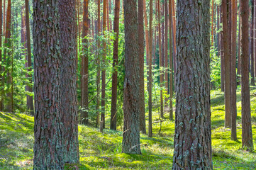 Summer landscape, forest with slender tree trunks. Beautiful forest on  bright sunny day