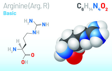 Arginine (Arg, R) amino acid molecule. (Chemical formula C6H14N4O2) it is used in the biosynthesis of proteins. Ball-and-stick model, space-filling model and skeletal formula. Layered vector illustrat