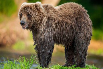 Brown bear in a forest at summer. Kamchatka brown bear, Ursus Arctos Piscator. Side view. Natural...