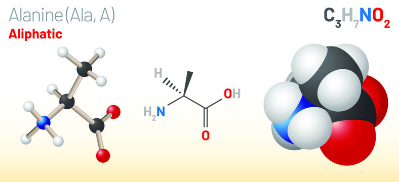 Alanine (Ala, A) amino acid molecule. (Chemical formula C3H7NO2) it is non-essential amino acid. Ball-and-stick model, space-filling model and skeletal formula. Layered vector illustration
