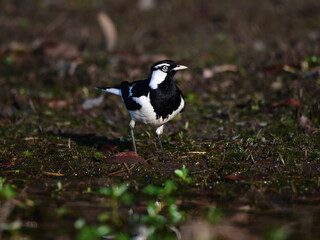 Magpie-lark standing in dirt near a lake in Queensland, Australia.