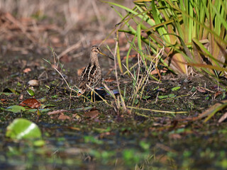 Latham's Snipe looking for food on the edge of a lake in Queensland, Australia. ( Gallinago hardwickii )