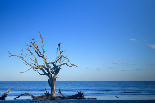 Driftwood Beach
Jekyll Island, GA.
