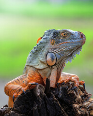 Portrait Of Iguana