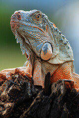 Portrait Of Iguana