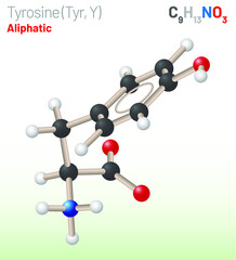 Tyrosine (Trp, W) amino acid molecule. (Chemical formula C9H11NO3) Ball-and-stick model, space-filling model and skeletal formula. Layered vector illustration