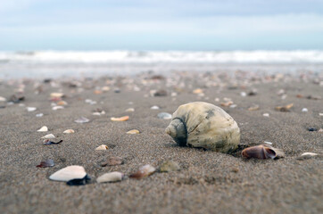 Caracol marfil en la playa a la orilla del mar