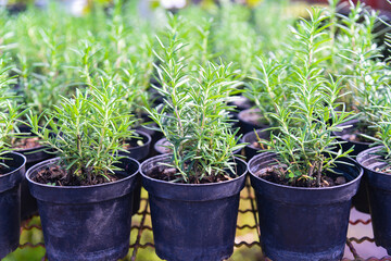 rosemary plant in pot in the natural herb farm nursery plant garden, little fresh rosemary herb is growing in a flower pot indoors