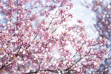 Wild Himalayan Cherry Blossom, beautiful pink sakura flower at winter with snow landscape